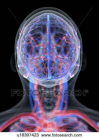 Stock Image - Vascular system of the head, computer illustration.. Fotosearch