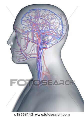 Stock Image - Vascular system of the head, computer illustration.. Fotosearch