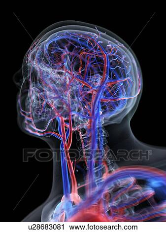 Vascular system of the head, computer illustration. View Large Photo Image Stock Image - Vascular system of the head, computer illustration.. Fotosearch