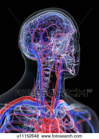 Stock Photo - Vascular system of the head, computer illustration.. Fotosearch