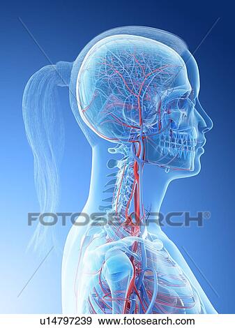 Stock Photo - Vascular system of the head, computer illustration.. Fotosearch