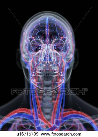 Vascular system of the head, computer illustration. View Large Photo Image Stock Photo - Vascular system of the head, computer illustration.. Fotosearch