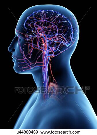 Stock Photo - Vascular system of the head, computer illustration.. Fotosearch