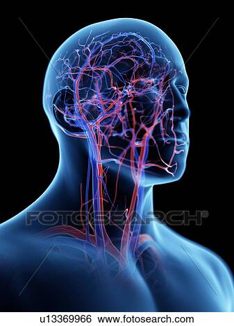 Vascular system of the head, computer illustration. View Large Photo Image Stock Photograph - Vascular system of the head, computer illustration.. Fotosearch