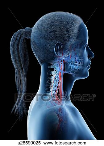Stock Photography - Vascular system of the head, computer illustration.. Fotosearch