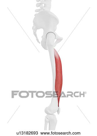 Vastus intermedius muscle, computer illustration. View Large Photo Image Stock Image - Vastus intermedius muscle, computer illustration.. Fotosearch