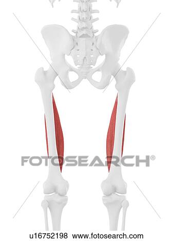 Vastus intermedius muscle, computer illustration. View Large Photo Image Stock Photo - Vastus intermedius muscle, computer illustration.. Fotosearch