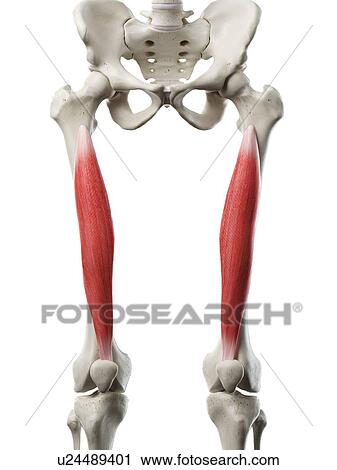 Vastus intermedius muscle, illustration View Large Photo Image Stock Image - Vastus intermedius muscle, illustration. Fotosearch
