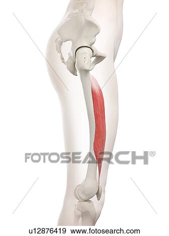 Vastus intermedius muscle, illustration View Large Photo Image Stock Photo - Vastus intermedius muscle, illustration. Fotosearch