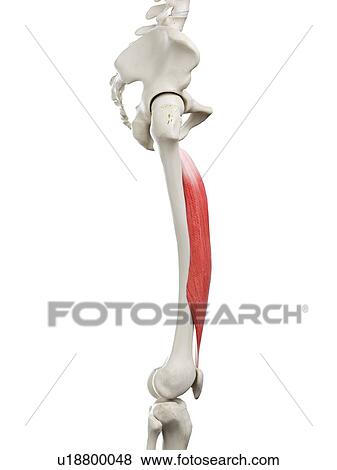 Stock Photo - Vastus intermedius muscle, illustration. Fotosearch