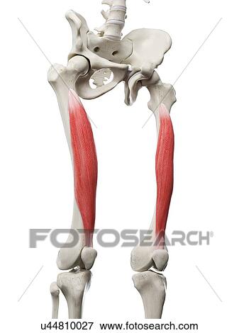 Stock Photo - Vastus intermedius muscle, illustration. Fotosearch