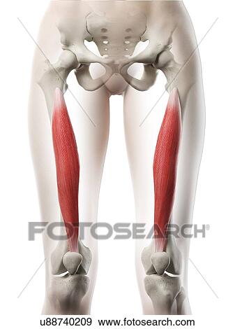 Vastus intermedius muscle, illustration View Large Photo Image Stock Photo - Vastus intermedius muscle, illustration. Fotosearch