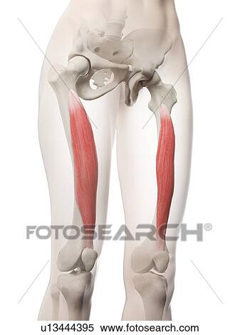 Vastus intermedius muscle, illustration View Large Photo Image Stock Photography - Vastus intermedius muscle, illustration. Fotosearch