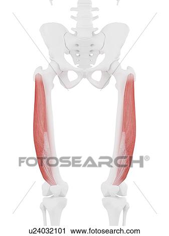 Vastus lateralis muscle, computer illustration. View Large Photo Image Stock Image - Vastus lateralis muscle, computer illustration.. Fotosearch