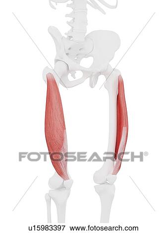 Vastus lateralis muscle, computer illustration. View Large Photo Image Stock Photo - Vastus lateralis muscle, computer illustration.. Fotosearch