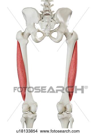 Picture - Vastus lateralis muscle, illustration. Fotosearch