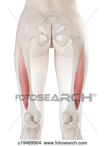 Vastus lateralis muscle, illustration View Large Photo Image Picture - Vastus lateralis muscle, illustration. Fotosearch