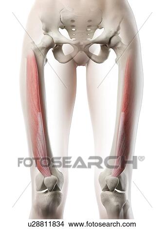 Picture - Vastus lateralis muscle, illustration. Fotosearch