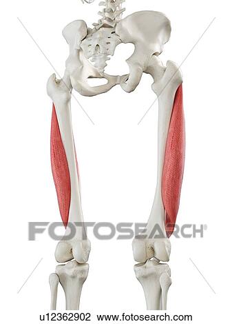 Stock Image - Vastus lateralis muscle, illustration. Fotosearch