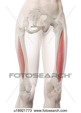 Stock Image - Vastus lateralis muscle, illustration. Fotosearch