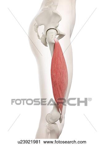Stock Image - Vastus lateralis muscle, illustration. Fotosearch