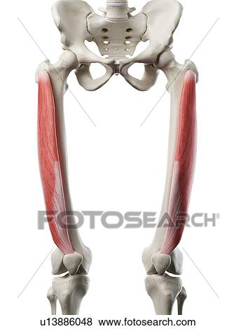 Vastus lateralis muscle, illustration View Large Photo Image Stock Photo - Vastus lateralis muscle, illustration. Fotosearch