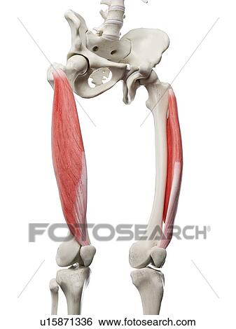 Stock Photograph - Vastus lateralis muscle, illustration. Fotosearch