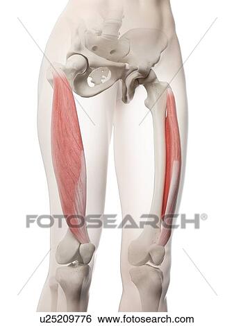Vastus lateralis muscle, illustration View Large Photo Image Stock Photograph - Vastus lateralis muscle, illustration. Fotosearch