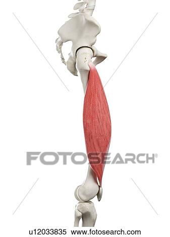 Stock Photography - Vastus lateralis muscle, illustration. Fotosearch