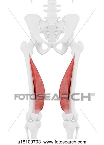 Vastus medialis muscle, computer illustration. View Large Photo Image Stock Image - Vastus medialis muscle, computer illustration.. Fotosearch