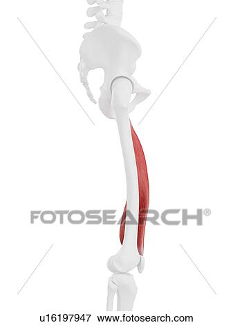 Stock Photo - Vastus medialis muscle, computer illustration.. Fotosearch