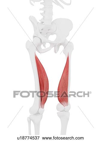 Vastus medialis muscle, computer illustration. View Large Photo Image Stock Photo - Vastus medialis muscle, computer illustration.. Fotosearch