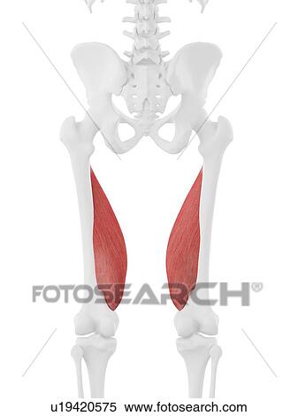 Vastus medialis muscle, computer illustration. View Large Photo Image Stock Photography - Vastus medialis muscle, computer illustration.. Fotosearch