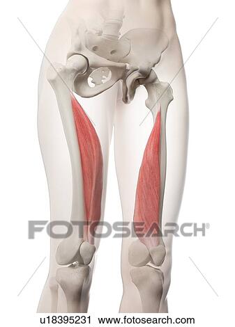 Vastus medialis muscle, illustration View Large Photo Image Stock Image - Vastus medialis muscle, illustration. Fotosearch