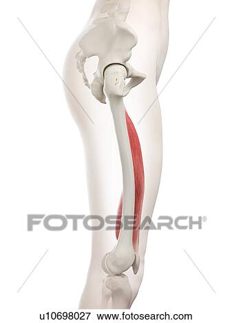 Stock Photo - Vastus medialis muscle, illustration. Fotosearch