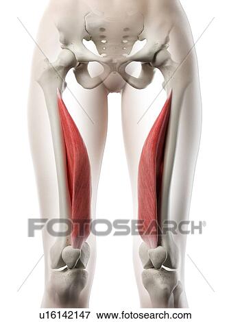 Vastus medialis muscle, illustration View Large Photo Image Stock Photo - Vastus medialis muscle, illustration. Fotosearch