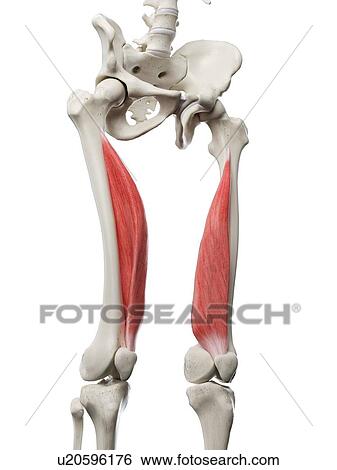 Vastus medialis muscle, illustration View Large Photo Image Stock Photograph - Vastus medialis muscle, illustration. Fotosearch