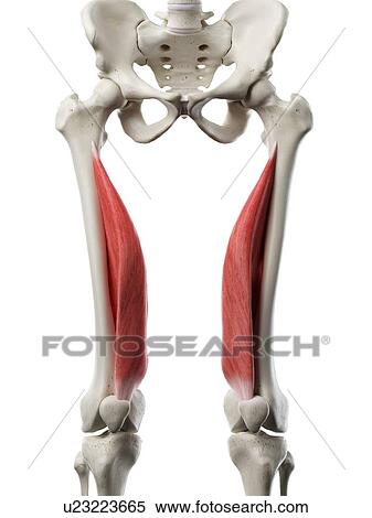 Stock Photography - Vastus medialis muscle, illustration. Fotosearch