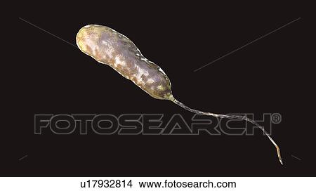 Picture - Vibrio vulnificus bacteria, computer illustration. This Gram-negative rod- shaped motile bacteria is found in sea water. It can cause disease if ingested in contaminated seafood, or if an open wound is exposed to contaminated water. In healthy.... Fotosearch
