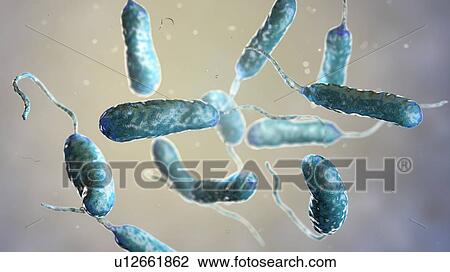 Stock Image - Vibrio vulnificus bacteria, computer illustration. This Gram-negative rod- shaped motile bacteria is found in sea water. It can cause disease if ingested in contaminated seafood, or if an open wound is exposed to contaminated water. In healthy.... Fotosearch