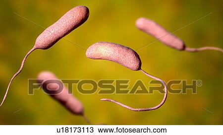 Stock Image - Vibrio vulnificus bacteria, computer illustration. This Gram-negative rod- shaped motile bacteria is found in sea water. It can cause disease if ingested in contaminated seafood, or if an open wound is exposed to contaminated water. In healthy.... Fotosearch