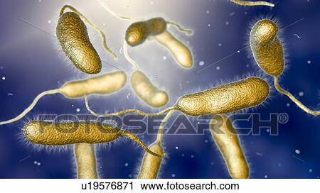Stock Image - Vibrio vulnificus bacteria, computer illustration. This Gram-negative rod- shaped motile bacteria is found in sea water. It can cause disease if ingested in contaminated seafood, or if an open wound is exposed to contaminated water. In healthy.... Fotosearch