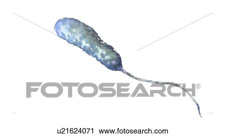 Stock Image - Vibrio vulnificus bacteria, computer illustration. This Gram-negative rod- shaped motile bacteria is found in sea water. It can cause disease if ingested in contaminated seafood, or if an open wound is exposed to contaminated water. In healthy.... Fotosearch