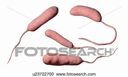 Stock Image - Vibrio vulnificus bacteria, computer illustration. This Gram-negative rod- shaped motile bacteria is found in sea water. It can cause disease if ingested in contaminated seafood, or if an open wound is exposed to contaminated water. In healthy.... Fotosearch