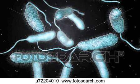 Vibrio vulnificus bacteria, computer illustration. This Gram-negative rod- shaped motile bacteria is found in sea water. It can cause disease if ingested in contaminated seafood, or if an open wound is exposed to contaminated water. In healthy... View Large Photo Image Stock Image - Vibrio vulnificus bacteria, computer illustration. This Gram-negative rod- shaped motile bacteria is found in sea water. It can cause disease if ingested in contaminated seafood, or if an open wound is exposed to contaminated water. In healthy.... Fotosearch