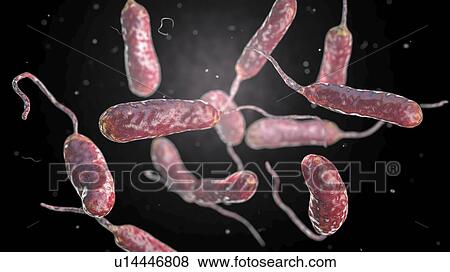 Vibrio vulnificus bacteria, computer illustration. This Gram-negative rod- shaped motile bacteria is found in sea water. It can cause disease if ingested in contaminated seafood, or if an open wound is exposed to contaminated water. In healthy... View Large Photo Image Stock Photo - Vibrio vulnificus bacteria, computer illustration. This Gram-negative rod- shaped motile bacteria is found in sea water. It can cause disease if ingested in contaminated seafood, or if an open wound is exposed to contaminated water. In healthy.... Fotosearch