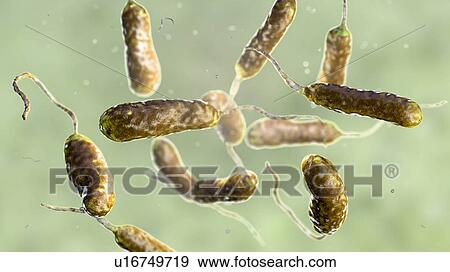 Stock Photo - Vibrio vulnificus bacteria, computer illustration. This Gram-negative rod- shaped motile bacteria is found in sea water. It can cause disease if ingested in contaminated seafood, or if an open wound is exposed to contaminated water. In healthy.... Fotosearch