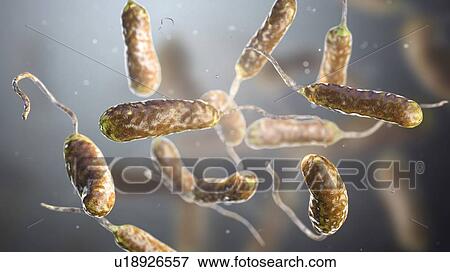 Stock Photo - Vibrio vulnificus bacteria, computer illustration. This Gram-negative rod- shaped motile bacteria is found in sea water. It can cause disease if ingested in contaminated seafood, or if an open wound is exposed to contaminated water. In healthy.... Fotosearch