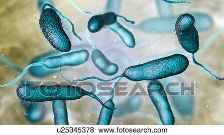 Vibrio vulnificus bacteria, computer illustration. This Gram-negative rod- shaped motile bacteria is found in sea water. It can cause disease if ingested in contaminated seafood, or if an open wound is exposed to contaminated water. In healthy... View Large Photo Image Stock Photo - Vibrio vulnificus bacteria, computer illustration. This Gram-negative rod- shaped motile bacteria is found in sea water. It can cause disease if ingested in contaminated seafood, or if an open wound is exposed to contaminated water. In healthy.... Fotosearch