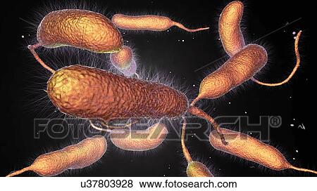 Stock Photo - Vibrio vulnificus bacteria, computer illustration. This Gram-negative rod- shaped motile bacteria is found in sea water. It can cause disease if ingested in contaminated seafood, or if an open wound is exposed to contaminated water. In healthy.... Fotosearch